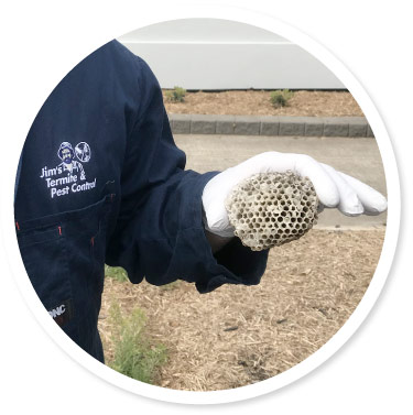 wasp nest removal darwin