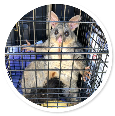 Getting rid of possums from your Darwin home